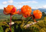 cloudberries2