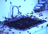 cockroaches