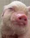 pig shower_thumb.jpg