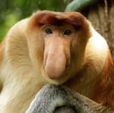proboscis monkeys live in borneo