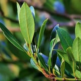 deep-green-bay-tree-foliage