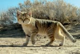 Sand-Cat