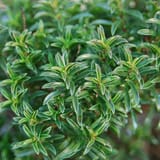 winter-savory
