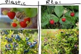 american fake berries