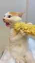 corn cat_thumb.jpg