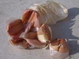 garlic