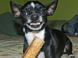 img-dog_aggression_0