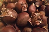 roasted2_1024x1024
