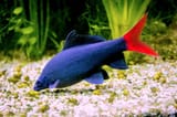 red-tail-black-shark