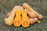 butternut