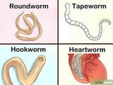 pajeet fecal hands worm