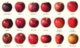 86-Apple-Varieties-You-Should-Know-FT-2-MAG1123-adad193ac64e4fa8a1959c2b4851b676