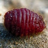 Cochineal