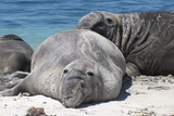750x500-northern-elephant-seals