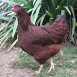 appRIRpullet