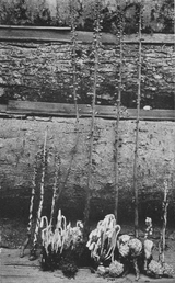 Monotropes