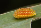 jelly-caterpillar