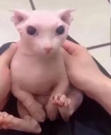 Bingus