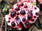 blleding tooth fungus