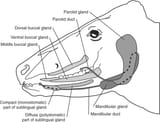 beef salivary glands
