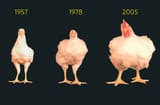 chicken