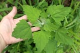 Lambsquarters-7