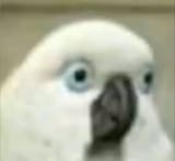 Jerry Galah wtf