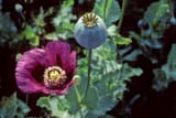 Papaversomniferum