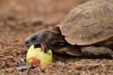 tortoise-eating-marula