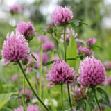 20200918123823_RedClover