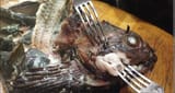 Eat_Moar_Fish_Heads