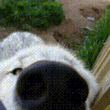 aggressive sniffing noises