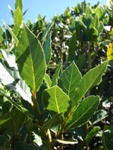 Starr-071024-0195-Laurus_nobilis-leaves-Enchanting_Floral_Gardens_of_Kula-Maui_(24867859296)