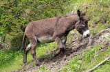 ass-donkey