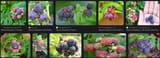 Mysore_Raspberry