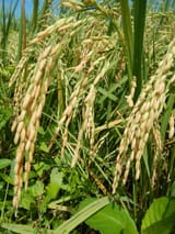 rice-plant