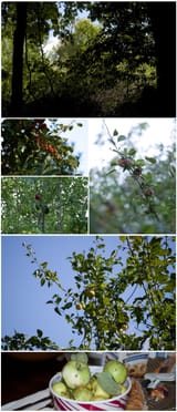 apples_to_apples_dust_to_dust_02