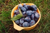 plum