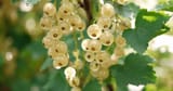weisse-johannisbeeren-ribes-01313545-florapress