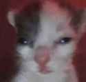 Thread image