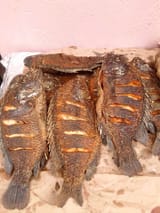 tilapia