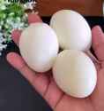 hard boiled mayo_thumb.jpg