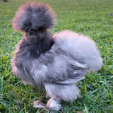 blue-silkie-bantam-chicken
