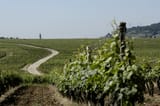 vignoble-vignes-Dijon