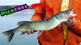 pickerel