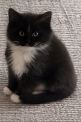 puffer