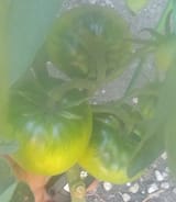 20250726_153851_HDR~2