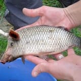 pigfish