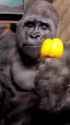 1711534371600717_thumb.jpg