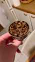 Homemade coffee liquor_thumb.jpg